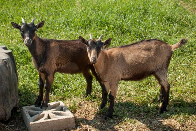 Goats can be a wonderful asset to any homesteaders livestock roster, and they have many uses and delights!  They are a sustainable living goldmine!