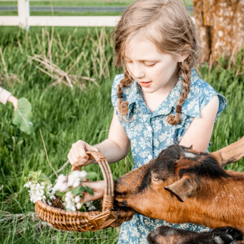 Why every homestead should include some friendly goats!