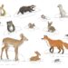 Forest Animals printable paper dolls